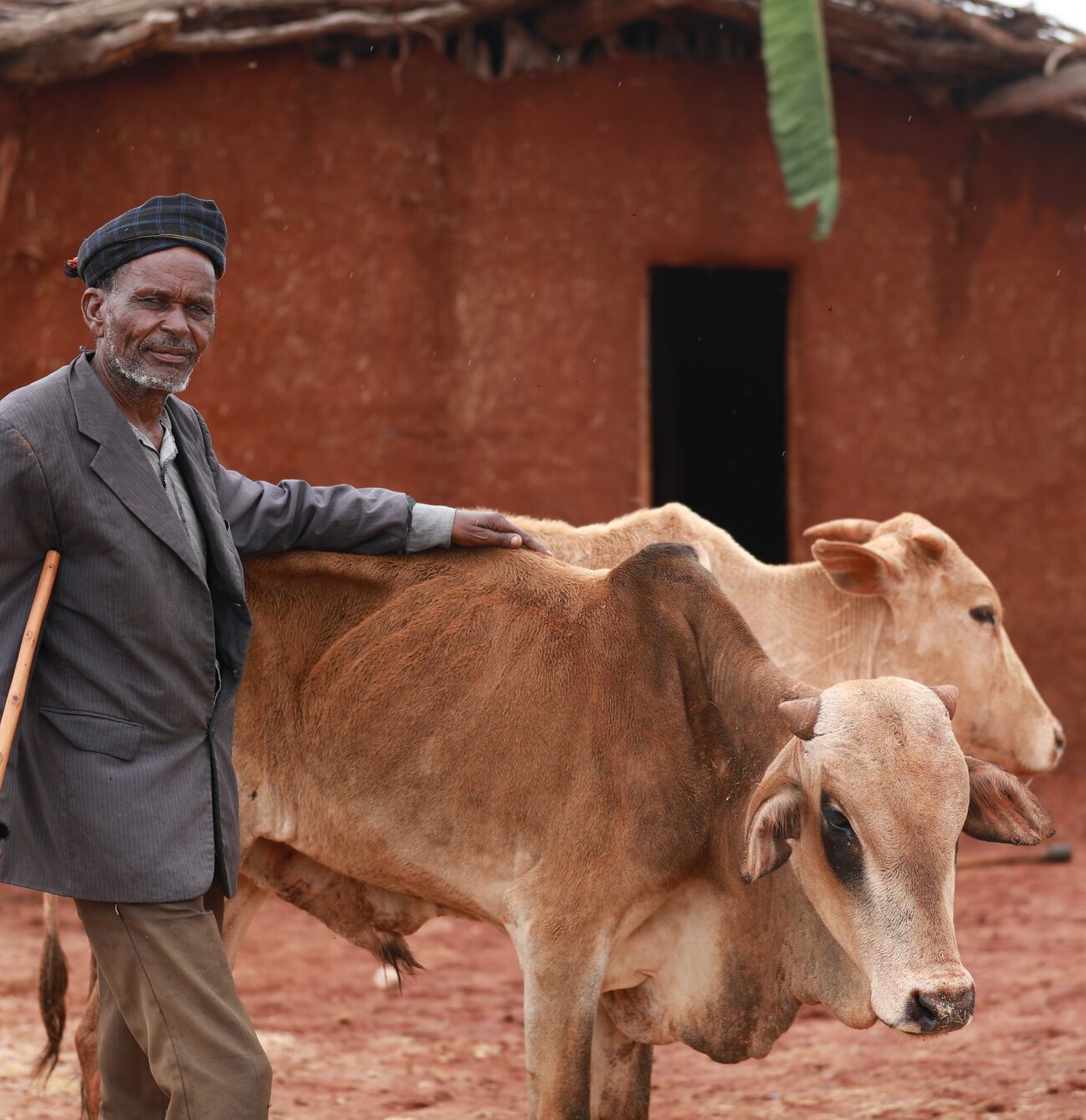 climate-change-ethiopia-livestock