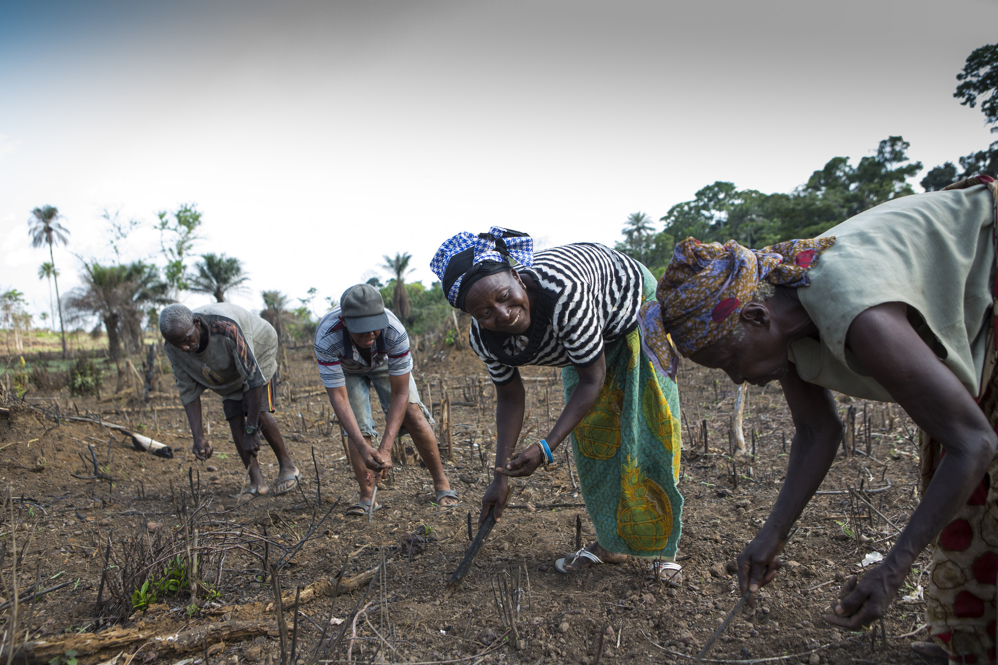 _809_https://www.helpage.org/silo/images/farming-sierra-leone-rebuilding-sustainable-livelihoods_2048x1365.jpg