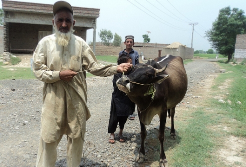  _348_https://www.helpage.org/silo/images/gula-jan-82-pakistan_491x333.jpg