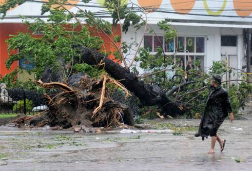  _722_https://www.helpage.org/silo/images/typhoon-haiyan-fallen-tree_491x333.jpg